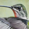 flying-hummingbird-crop-detail